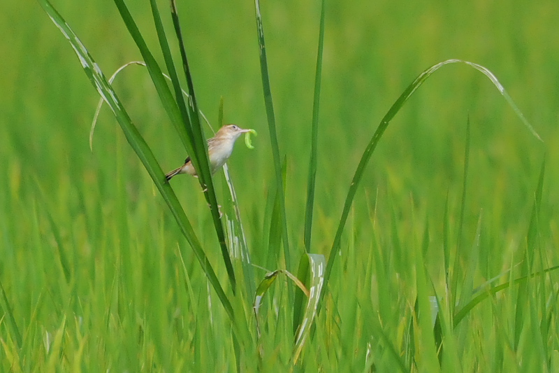 今日のセッカ　（７態-5）　防賀川　八幡市　2015/09/02　Photo by Takase