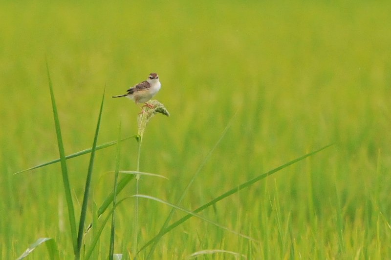 今日のセッカ　（７態-6）　防賀川　八幡市　2015/09/02　Photo by Takase