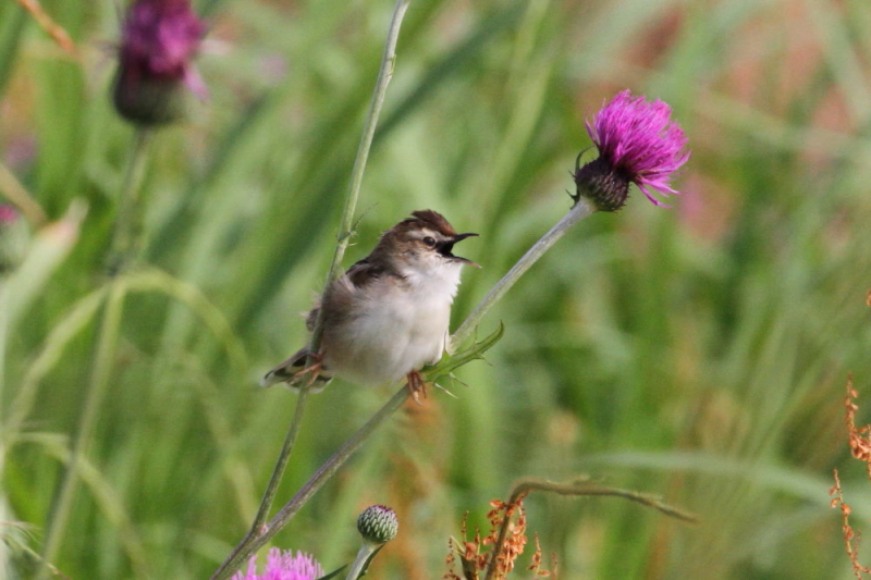 今が旬だよ　木津川のセッカ　ベスト（６態-6）　八幡市　2012/05/30　Photo by manda