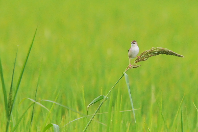 今日のセッカ　（７態-7）　防賀川　八幡市　2015/09/02　Photo by Takase