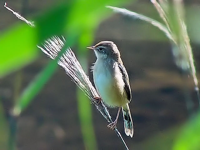 C ZbJ@@J@s@2008/11/05@Photo by Kohyuh