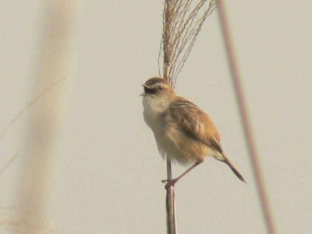 @ sZbJt@ؒÐ썶݁@s@2007/05/09@Photo by Takase