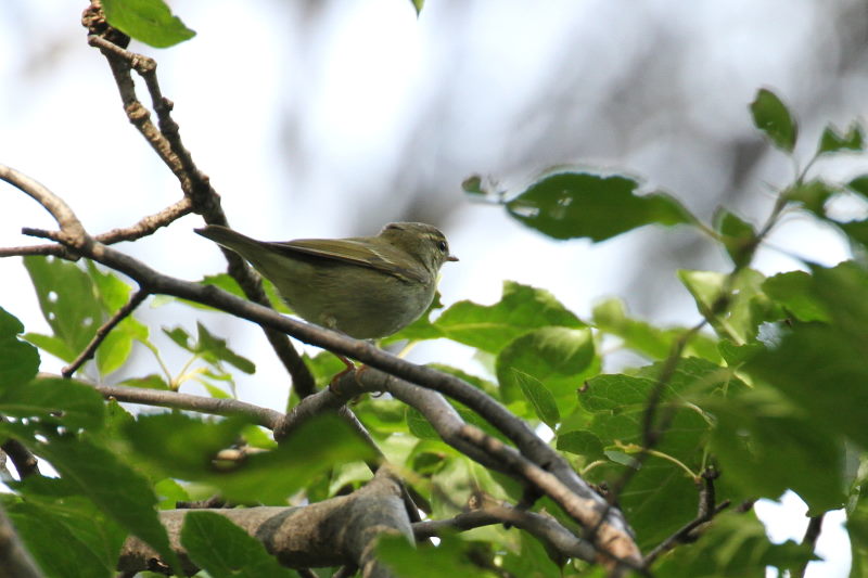 センダイムシクイ （２態-1）　2015/10/30　男山　八幡市　Photo by Manda