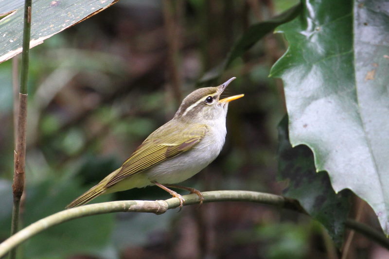 センダイムシクイ（４態-1）　男山　八幡市　2017/04/09　Photo by Manda　（写真提供：　萬田）