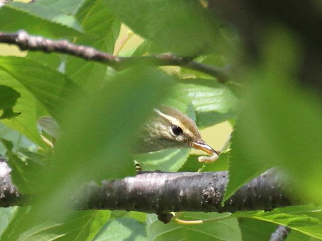 E Z_CVNC@@s@@2013/04/29@Photo by Manda