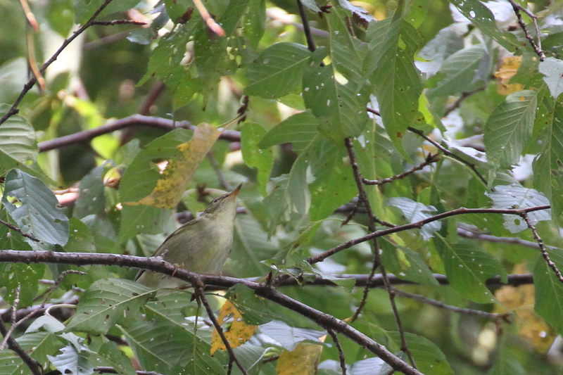 センダイムシクイ （２態-2）　2015/10/30　男山　八幡市　Photo by Manda