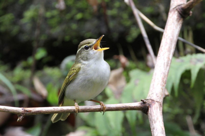 センダイムシクイ（４態-2）　男山　八幡市　2017/04/09　Photo by Manda　（写真提供：　萬田）