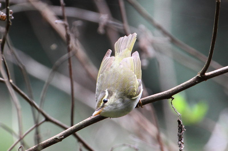 センダイムシクイ（４態-3）　男山　八幡市　2017/04/09　Photo by Manda　（写真提供：　萬田）
