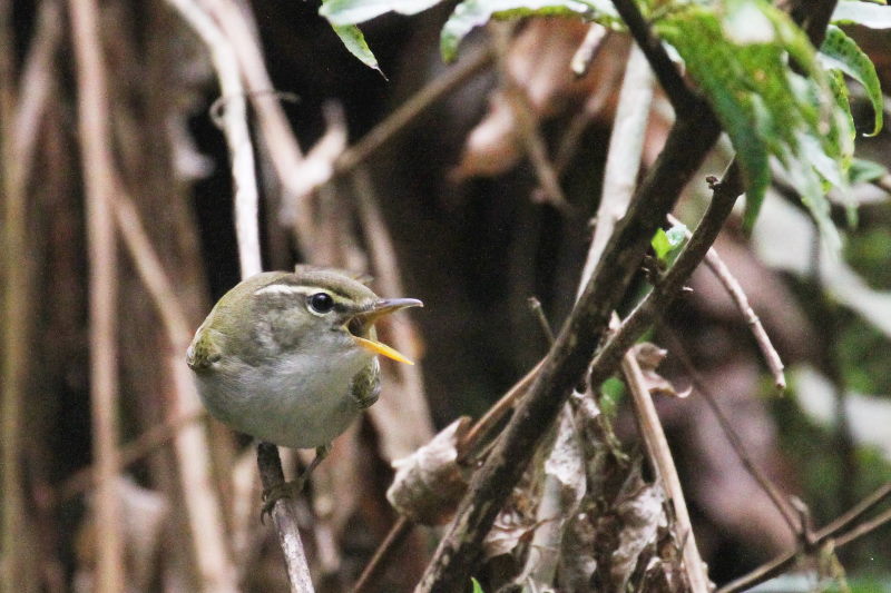 センダイムシクイ（４態-4）　男山　八幡市　2017/04/09　Photo by Manda　（写真提供：　萬田）