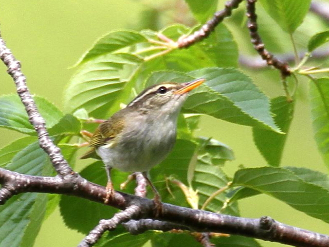 C Z_CVNC@@s@@2013/04/29@Photo by Manda