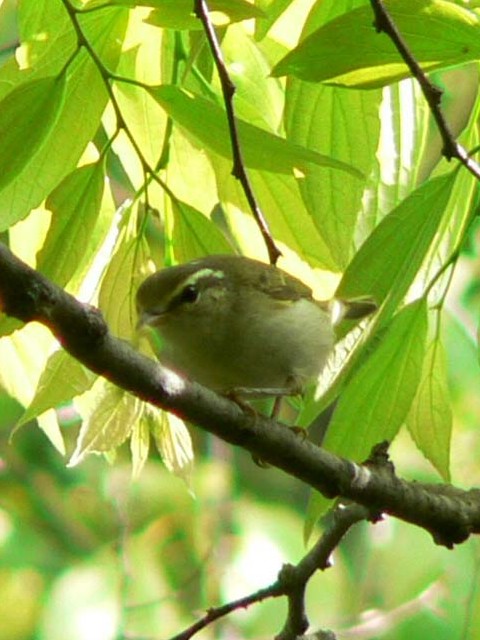 Z_CVNC@s@@2006/05/14@Photo by Takase