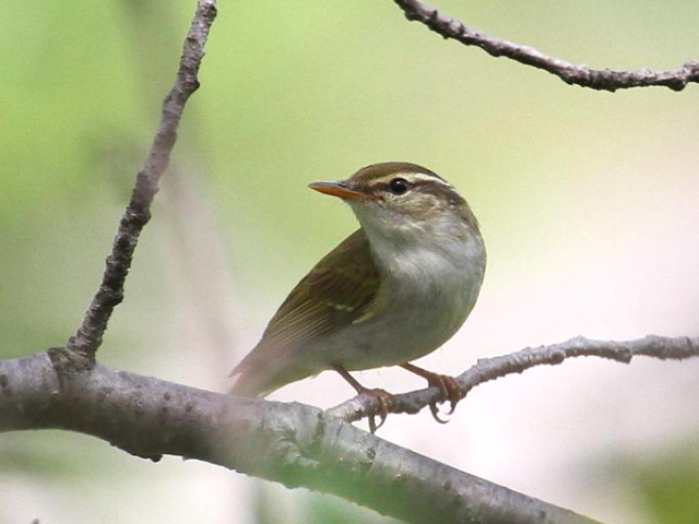 D Z_CVNC@@s@@2013/04/29@Photo by Manda