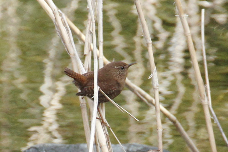 摂津峡の野鳥（１０態-1）　摂津峡　高槻市　大阪府　2018/01/31　Photo by Manda　（写真提供：　萬田）