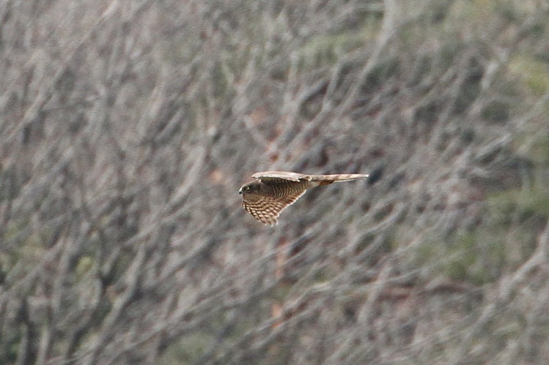摂津峡の野鳥（１０態-10）　摂津峡　高槻市　大阪府　2018/01/31　Photo by Manda　（写真提供：　萬田）