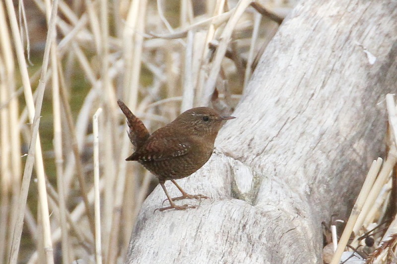 摂津峡の野鳥（１０態-2）　摂津峡　高槻市　大阪府　2018/01/31　Photo by Manda　（写真提供：　萬田）
