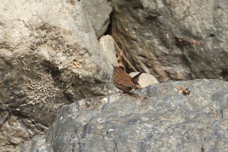 摂津峡の野鳥（１０態-3）　摂津峡　高槻市　大阪府　2018/01/31　Photo by Manda　（写真提供：　萬田）