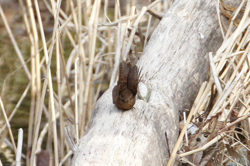 摂津峡の野鳥（１０態-4）　摂津峡　高槻市　大阪府　2018/01/31　Photo by Manda　（写真提供：　萬田）