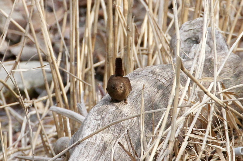 摂津峡の野鳥（１０態-5）　摂津峡　高槻市　大阪府　2018/01/31　Photo by Manda　（写真提供：　萬田）