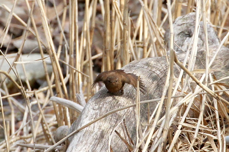 摂津峡の野鳥（１０態-6）　摂津峡　高槻市　大阪府　2018/01/31　Photo by Manda　（写真提供：　萬田）
