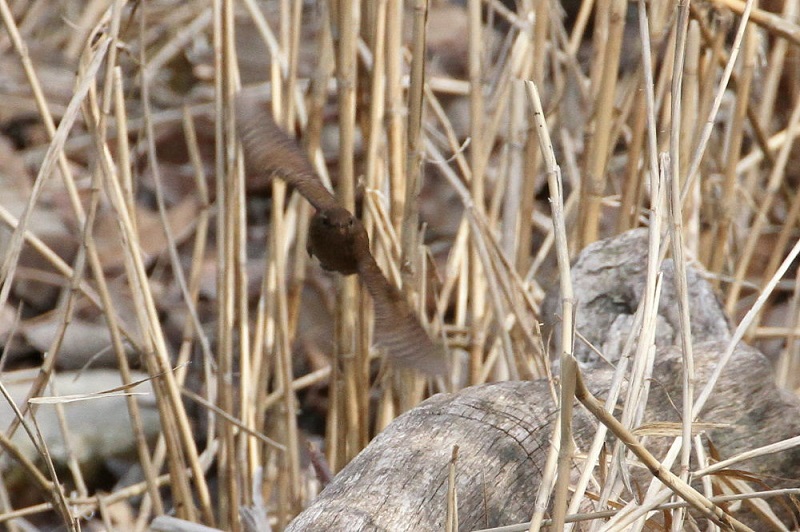 摂津峡の野鳥（１０態-7）　摂津峡　高槻市　大阪府　2018/01/31　Photo by Manda　（写真提供：　萬田）