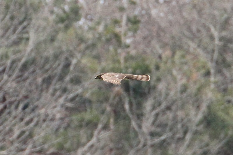 摂津峡の野鳥（１０態-9）　摂津峡　高槻市　大阪府　2018/01/31　Photo by Manda　（写真提供：　萬田）