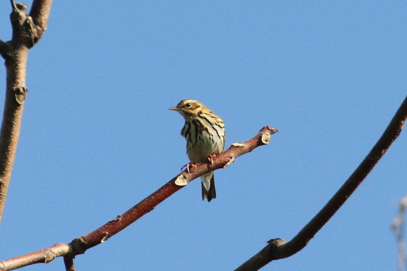 ビンズイ （２態-1）