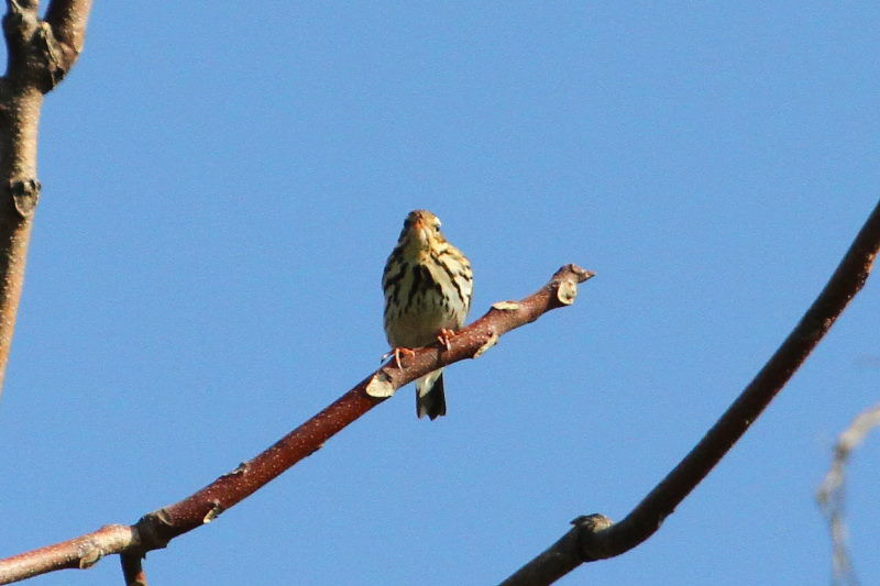 ビンズイ （２態-2）
