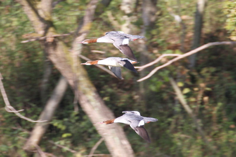 カワアイサ （２態-1）