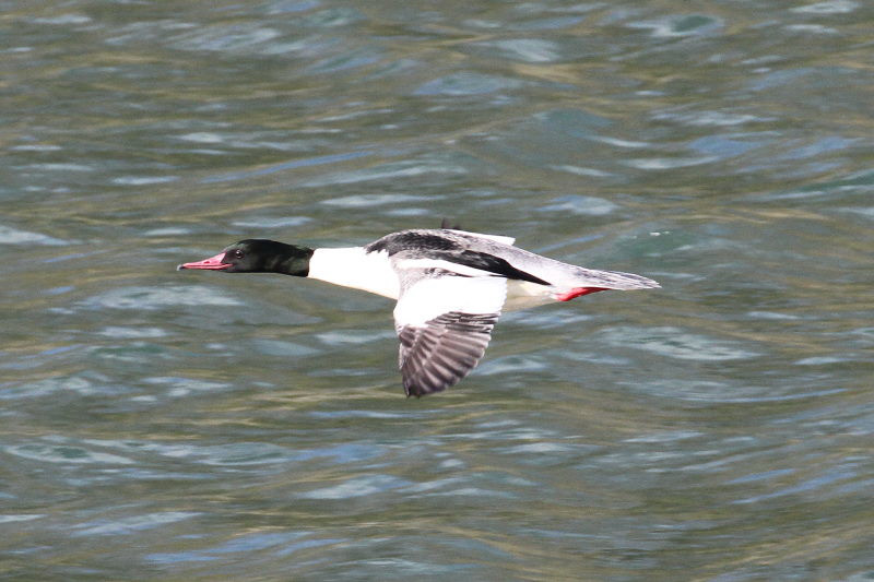カワアイサ （２態-2）