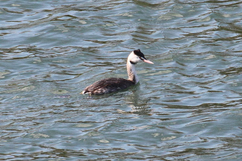 カンムリカイツブリ