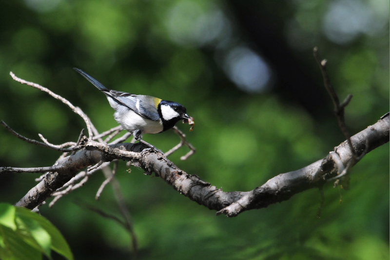 シジュウカラ　今が旬だよ　さくら公園の野鳥たち　八幡市　2015/05/07　Photo by Takase