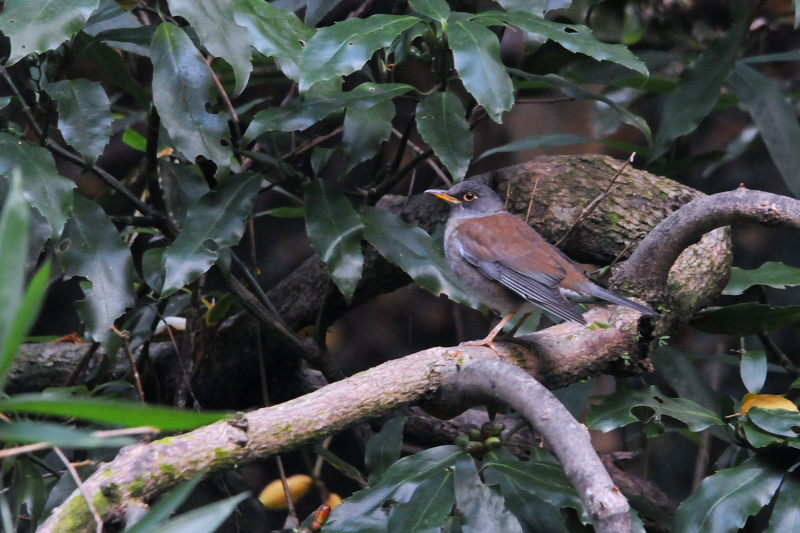 シロハラ　男山　八幡市　2015/01/18　Photo by Takase