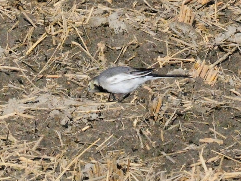 シベリアハクセキレイ （３態-1）　防賀川　八幡市 2015/11/12　Photo by Kohyuh