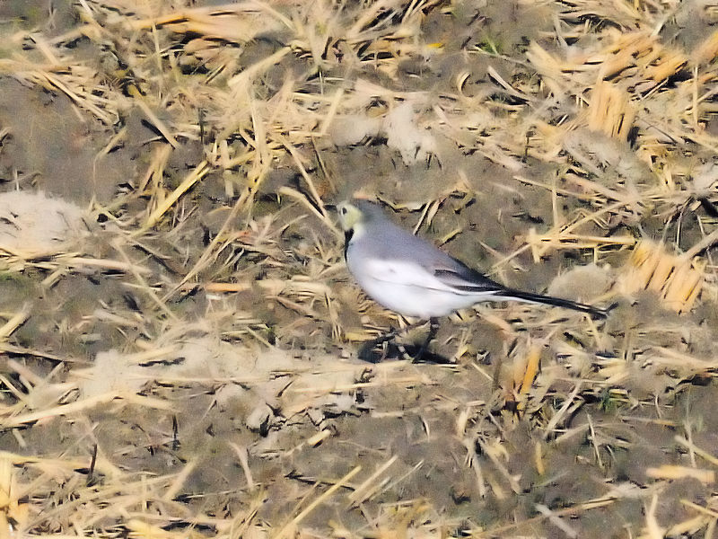 シベリアハクセキレイ （３態-2）　防賀川　八幡市 2015/11/12　Photo by Kohyuh