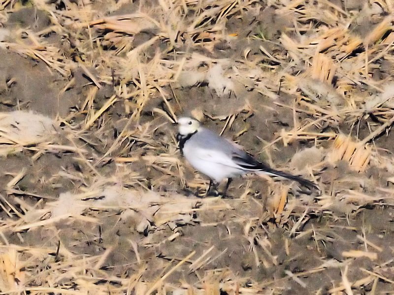 シベリアハクセキレイ （３態-3）　防賀川　八幡市 2015/11/12　Photo by Kohyuh