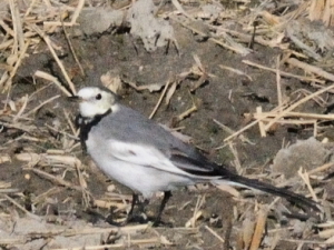 シベリアハクセキレイ