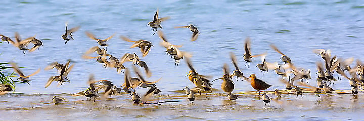 《みんな仲良く ・・・ 》　淀川左岸　大阪市　2012/05/16　Photo by Kohyuh