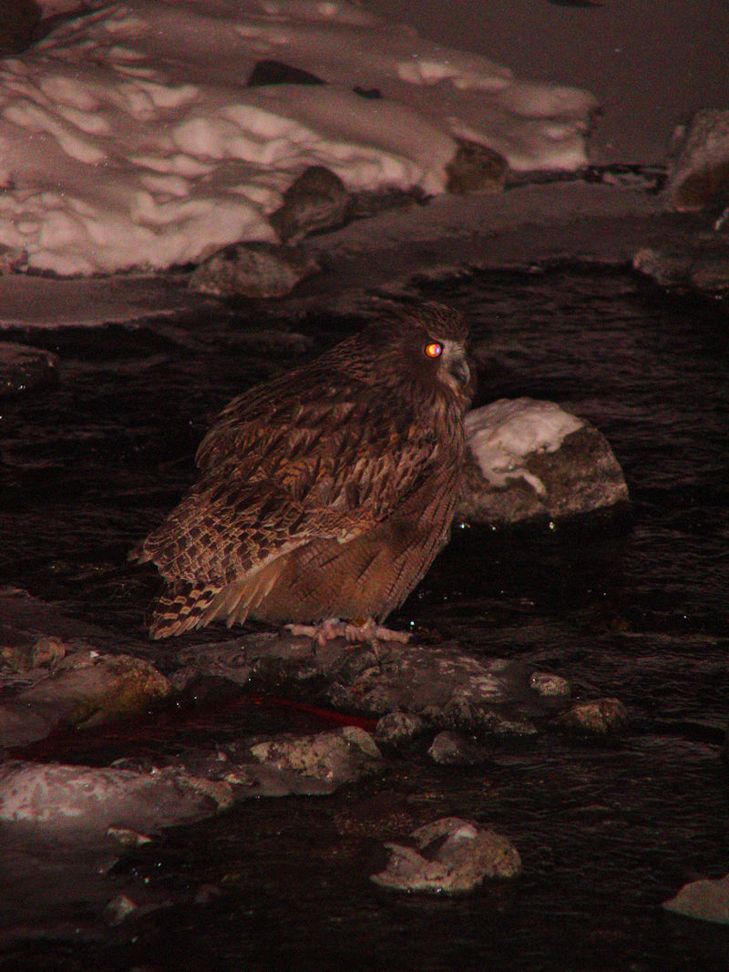 V}tNE@iR-1j@P@kC@2008/02/03@Photo by Kohyuh