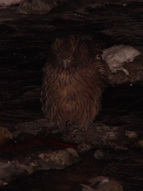 @ V}tNE@P@kC@ 2008/02/03@Photo by Kohyuh