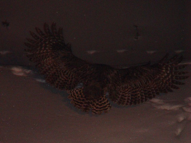 A V}tNE@P@kC@ 2008/02/03@Photo by Kohyuh