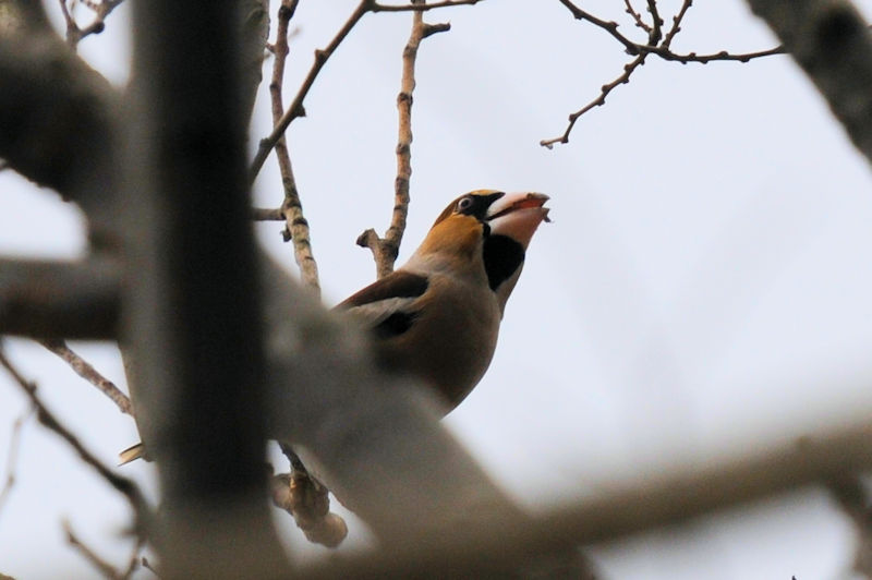 V   ~H@킫R^@s@2022/01/19@Photo by Kohyuh