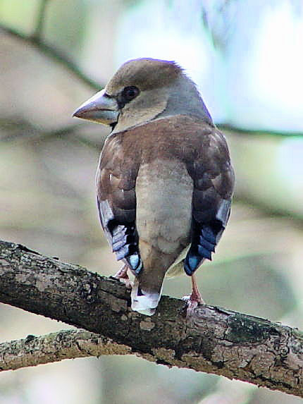  @ V @@~H@s䏊@ss@2004/03/26@Photo by Kohyuh