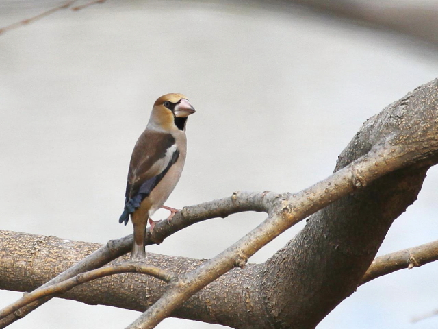 Photo-20140125@V @@~H@s@킫R^@2014/01/25@Photo by Manda