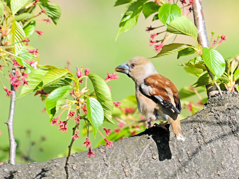 ViQ-1j@@s@w@2019/04/20@Photo by Kohyuh