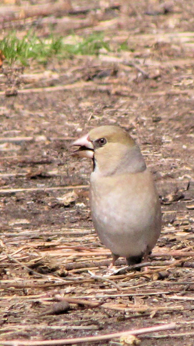 photo5-2 V @@~H@s@͐~@2010/03/14@Photo by Kohyuh