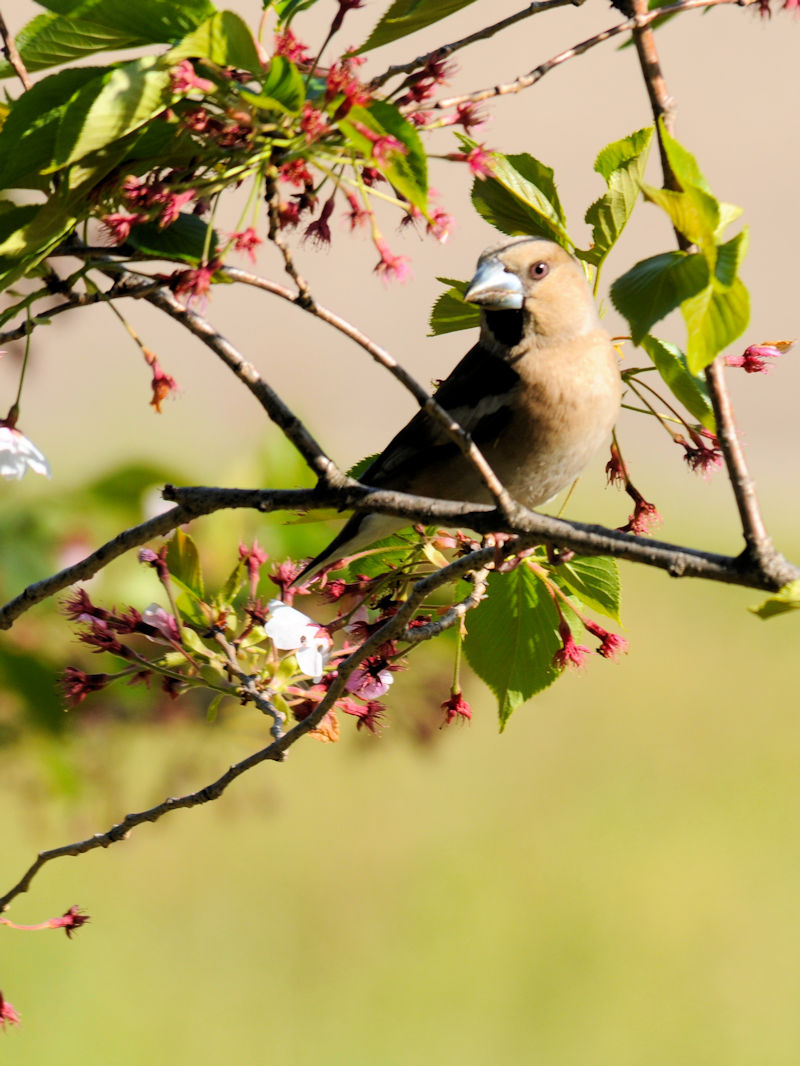 CJiQ-2j@@s@w@2019/04/20@Photo by Kohyuh