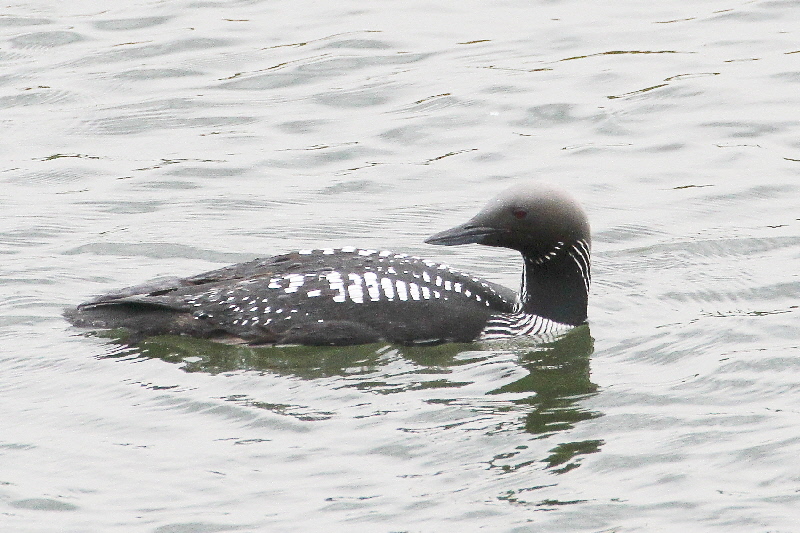 シロエリオオハム 成鳥・夏羽(11態-10) 淀川左岸枚方 2019/05/14 Photo by Manda シロエリオオハム 成鳥・夏羽(11態-10) 淀川左岸枚方 2019/05/14 Photo by Manda