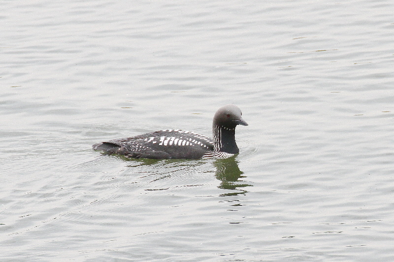 シロエリオオハム 成鳥・夏羽(11態-2) 淀川左岸枚方 2019/05/14 Photo by Manda シロエリオオハム 成鳥・夏羽(11態-2) 淀川左岸枚方 2019/05/14 Photo by Manda