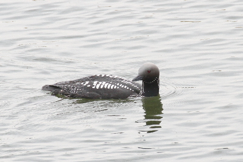シロエリオオハム 成鳥・夏羽(11態-3) 淀川左岸枚方 2019/05/14 Photo by Manda シロエリオオハム 成鳥・夏羽(11態-3) 淀川左岸枚方 2019/05/14 Photo by Manda