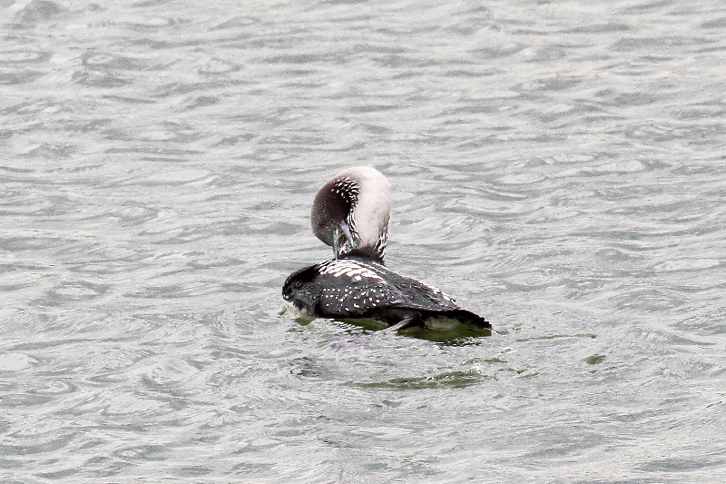 シロエリオオハム 成鳥・夏羽(11態-5) 淀川左岸枚方 2019/05/14 Photo by Manda シロエリオオハム 成鳥・夏羽(11態-5) 淀川左岸枚方 2019/05/14 Photo by Manda